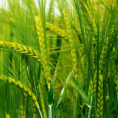 Biomass