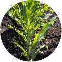 Plant Overlay